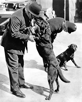 Labradors: First Metropolitan Police-Dogs