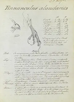 Kestrel: First page of notes relating to Kestrel