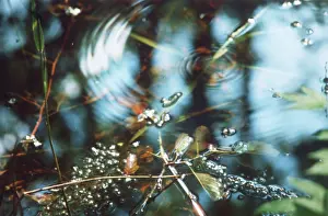 Raindrop: First Raindrop photo art work, 1990