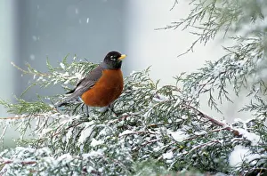 Harbinger: FIRST ROBIN OF SPRING ON SNOW COVERED JUNIPER