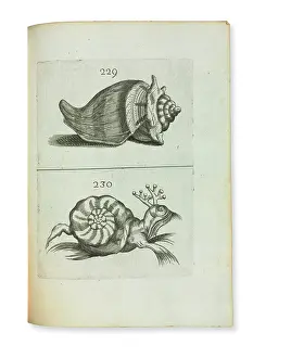 Philippo: First shell book