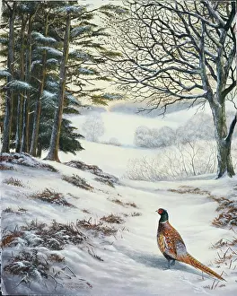 Farbridge: First Snow ' pheasant