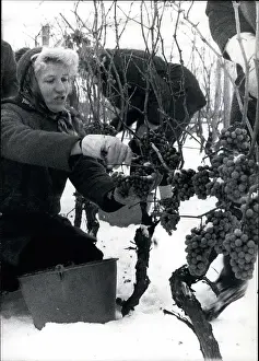 Spite: For the first time three wineries: gathered