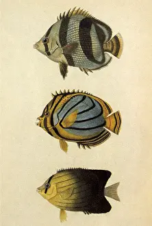 Cuvier: Three Fish
