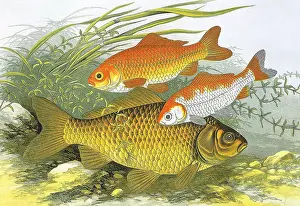 Lydon: Three fish