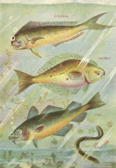 Halibut: Four Fish