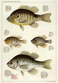 Backs: Four Fish