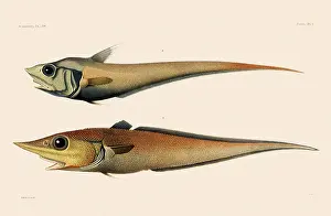 Meisel: Fish