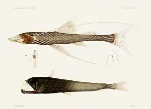 Meisel: Fish