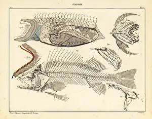 Gills: Fish anatomy showing skeleton, gills, etc