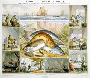 Spearing: Fish: Anchovies, Mackerel, Cod, Isinglass (from