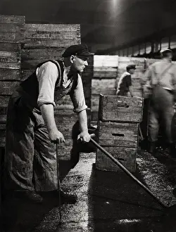 Hamburgs: Fish auction in Hamburg's port