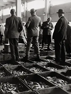 Hamburgs: Fish Auction in Hamburg's Port