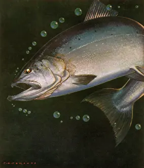 Gaping: Fish and Bubbles
