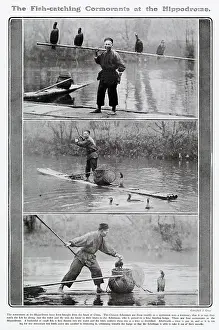 Oct19: Fish-catching cormorants at the Hippodrome