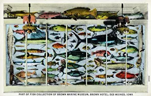 Moines: Fish Collection, Brown Marine Museum, Des Moines, Iowa