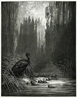 Borne: The Fish - the Cormorant