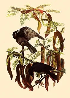 Bough: Two Fish Crows