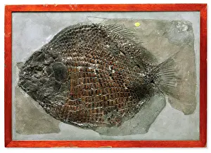 Browsing: Fish Dapedium