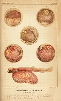Embryo: Fish development, Atlantic salmon, Salmo salar