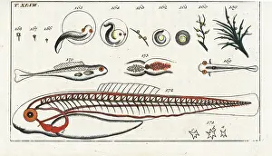 Spawn: Fish development from spawn and juvenile anatomy