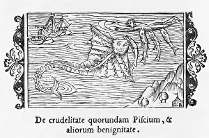 Nibbling: FISH EATING FISH