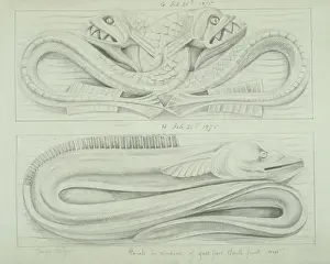 Anguilliform: Fish and eel design