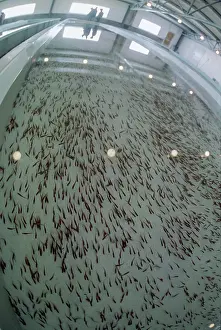 Valuable: Fish Factory Ozerki