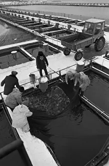 Haul: Fish farm