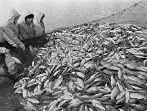 Samara: Fish farm