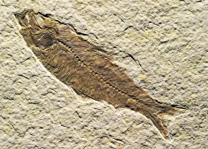 Chondrichthyes: Fish fossil