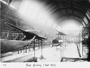 Elasmobranchii: Fish Gallery, September 1890
