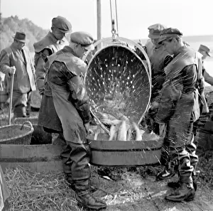 Fish harvest