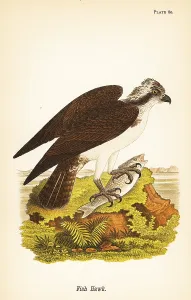 Osprey: Fish hawk or osprey, Pandion haliaetus