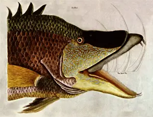 Catesby: Fish Head