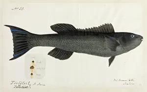 Aborigine: Fish illustration