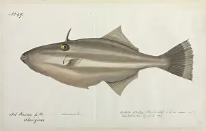 Aborigine: Fish illustration
