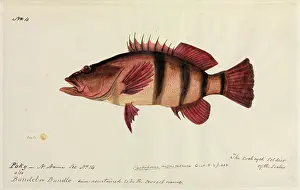 Crustacean: Fish illustration