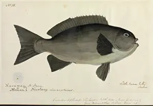 Aborigine: Fish illustration