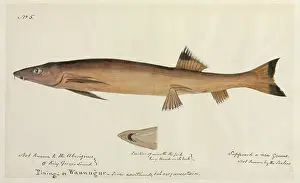 Aborigine: Fish illustration