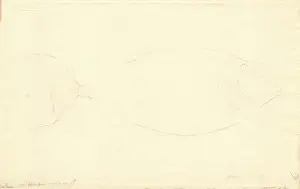 1754 1794: Fish illustration by George Forster