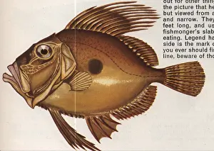 Dory: Fish illustration, John Dory