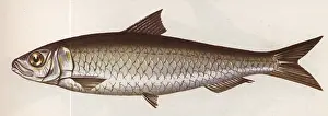 Pilchard: Fish illustration, Pilchard