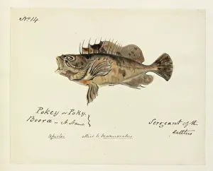Pokey: Fish illustration by Robert Neill