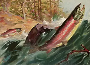 Classicaillustration: Fish Leaping out of River