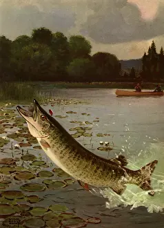Leaps: Fish leaps out of Water