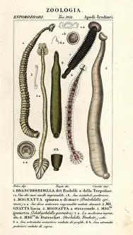 Meagre: Fish leech and freshwater leeches