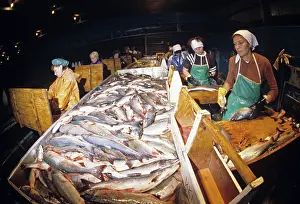 Kolkhoz: Fish processing, 1987