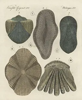 Perca: Fish scales of cod, gudgeon, tench, eel and perch