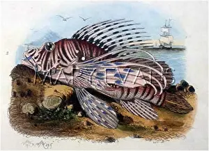 Pterois: FISH/SCORPION-FISH, 1838
